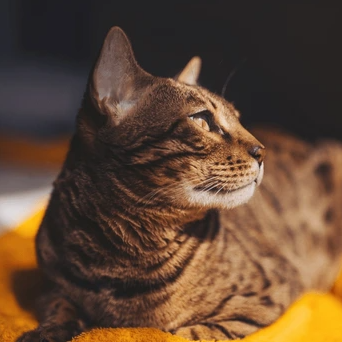 Professional pet urine removal from carpet in Gold Coast and Brisbane by Steam Boss removing pet stains, odours, and bacteria from carpet.