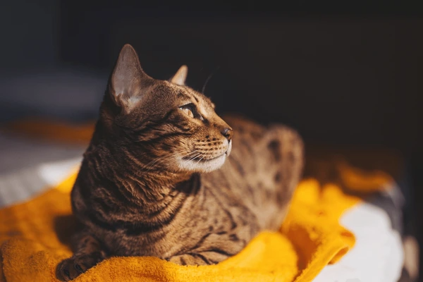 Pet Stain and Odour Cleaning