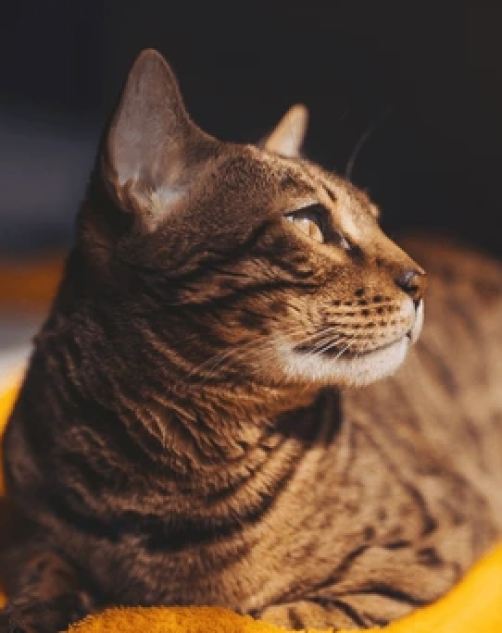 Professional pet urine removal from carpet in Gold Coast and Brisbane by Steam Boss removing pet stains, odours, and bacteria from carpet.